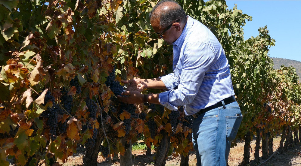 Don Tony Perez examining grapes in a vineyard