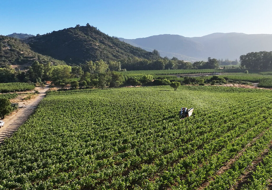 vineyard in Chile